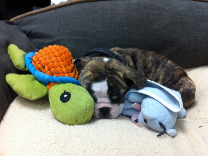 Ozzie asleep with toys