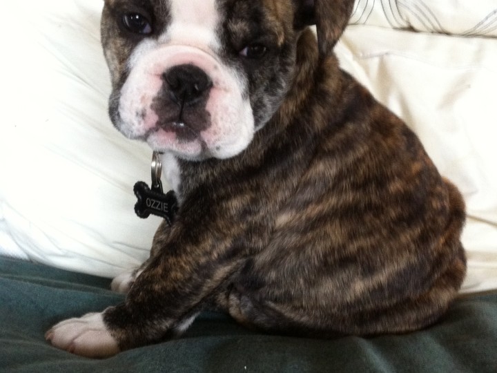 Ozzie sitting on the couch.