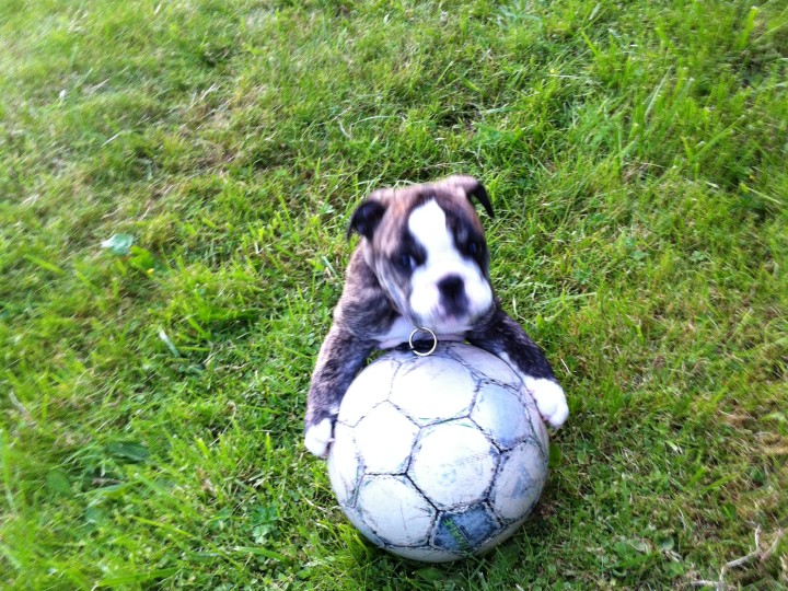 Ozzie loves soccer.